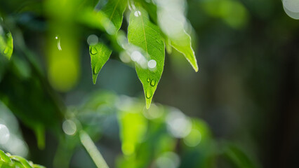 雨の中で光に輝く葉っぱの水滴