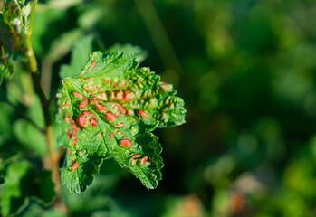 Leaf of a red currant of the amazed sheet plant louses