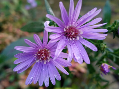 Aster - purple flower in the garden after raining