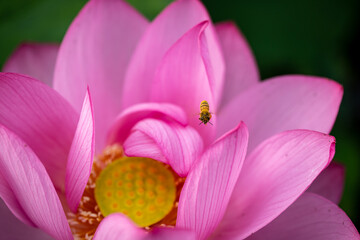 Obraz na płótnie Canvas close up of pink flower Lotus