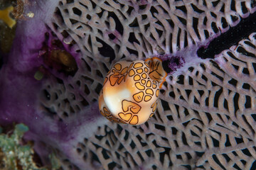 Flamingo tongue snail