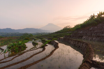 Beautiful terraced rice fields in the Kajoran Village with Mountain on the background in the morning