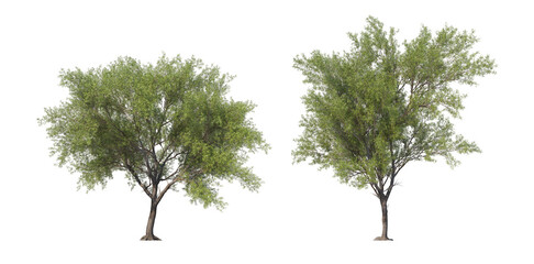 Big tree on a white background.