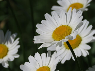 Closeup of Group of White Wild Daisy Wildflowers Reaching toward Sun against Dark Green Bokeh Background