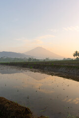 beautiful rice fields in Kajoran Village with Mountain on the background in the morning. Central Java, Indonesia