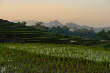Fototapeta na wymiar beautiful rice fields in Kajoran Village in the morning. Central Java, Indonesia