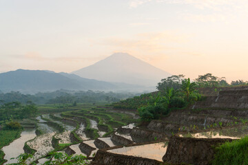 Fototapeta na wymiar Beautiful terraced rice fields in the Kajoran Village with Mountain on the background in the morning