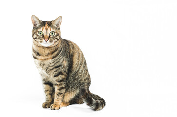 Obraz premium カメラ目線の猫