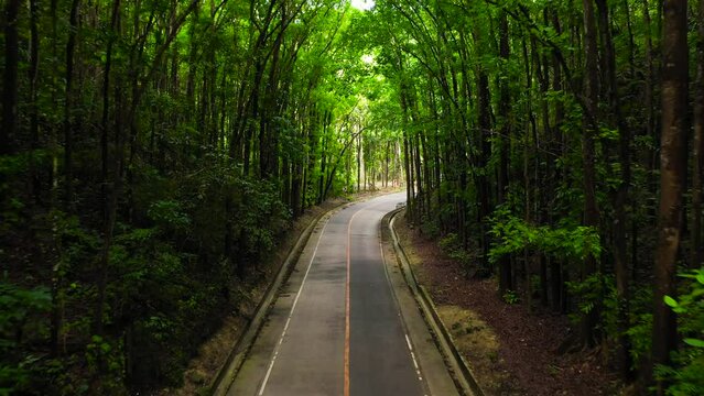 Asphalt highway in a green forest. Bilar Man-Made Forest. Bohol, Philippines.