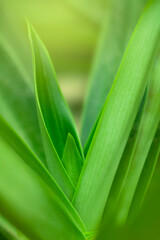 Obraz premium blurry leaves nature of summer green leaves natural green leaf plant used as wallpaper background