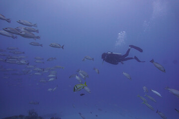 scuba diver in the sea