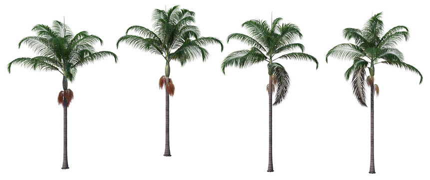 Tropical palm trees on a white background