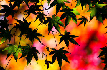 紅葉