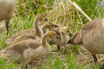 Canada Goslings in the Grass