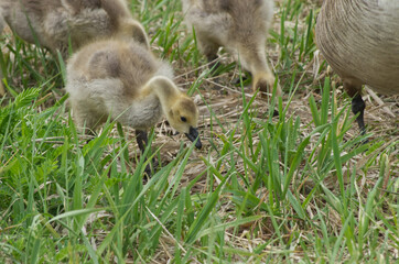 Canada Goslings in the Grass