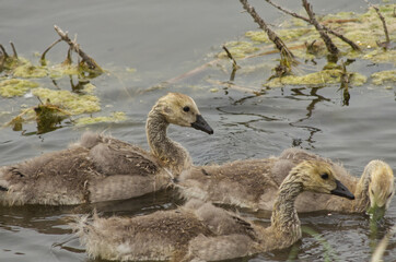 Canada Goslings on the Water