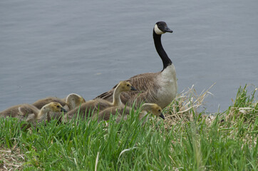 A Family of Canadian Geese