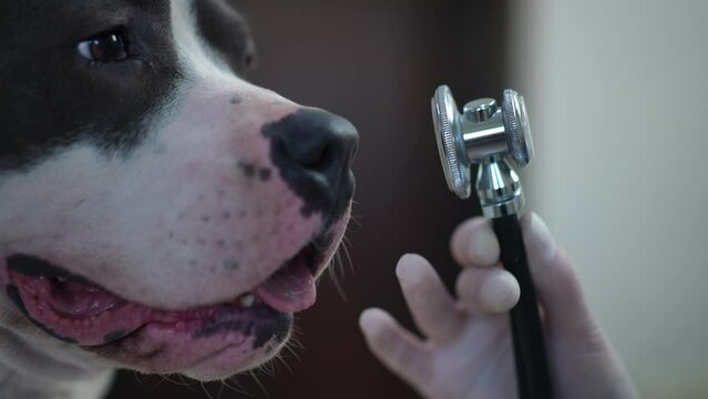 Close-up stethoscope with curios unsure dog sniffing medical instrument turning in slow motion. Uncertain purebred American Staffordshire Terrier examining device in veterinary clinic