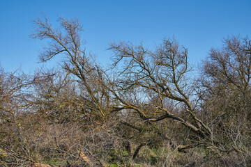 Image of trees felled by hurricane.