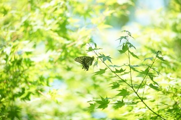 A swallowtail butterfly on a fresh green maple leaf