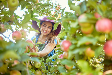 Beautiful young woman picking apples on a farm. Happy farmer grabbing an apple in an orchard. Fresh...