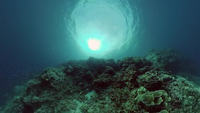 Reef coral scene. Colourful underwater seascape. Beautiful soft coral. Sea coral reef. Philippines.