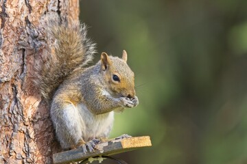 Squirrel eating sunflower seeds.