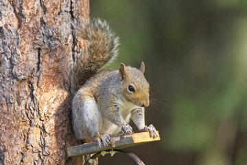 Little squirrel sitting on a small platform.
