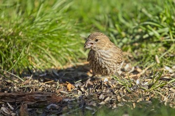 Small sparrow searches for food.