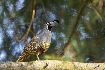 Quail stands on a tree branch.