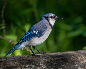 Blue Jay