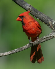 Male Northern Cardinal