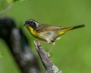 Male Common Yellowthroat in Michigan
