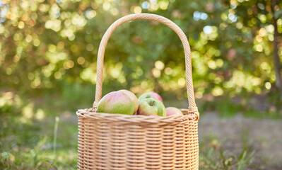 Closeup apples in a basket on a farm. Fresh agricultural produce ready for harvest time after growing in season. Ripe and ready for eating. Fruit is a healthy vegan snack for dieting