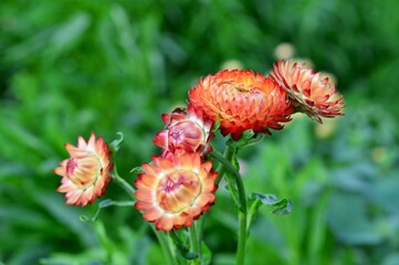 ムギワラギク（ヘリクリサム）