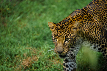 Fototapeta na wymiar Picture Closeup of a leopard walking in green grass, this photo was taken at the gembiraloka zoo in the city of Yogyakarta Indonesia on July 6, 2022