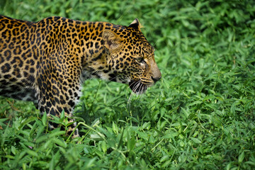 Closeup of a leopard walking in green grass, side view