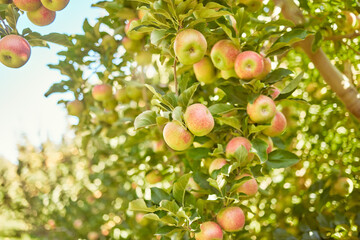 Fresh red apples growing in season on trees for harvest on field of sustainable orchard farmland outside on sunny day. Juicy nutritious ripe organic fruit to eat growing in scenic green landscape
