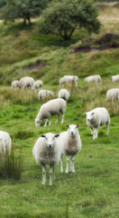 A flock of sheep outdoors on a farm grazing bright green pasture, meadow, and grass. White animal on feeding in nature on farmland on a summer day. Livestock on a large piece of land