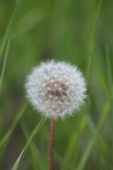 dandelion in the grass