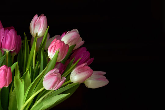Copy space with a bunch of tulip flowers against a black studio background. Closeup of beautiful flowering plants with pink petals blooming and blossoming. Pretty bouquet to gift for valentines day