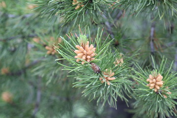 pine tree branches