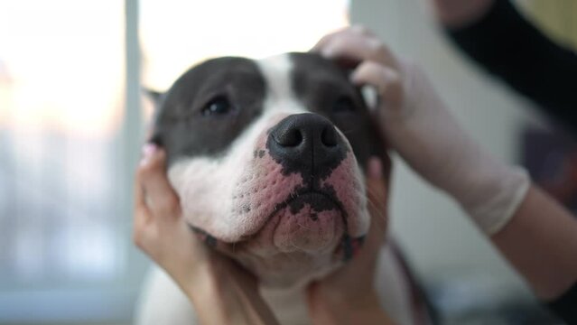 Close-up nose of young dog with female hands holding face and unrecognizable blurred veterinarian instilling ear drops. Purebred American Staffordshire Terrier undergoes treatment in veterinary clinic