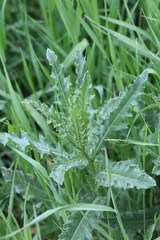 thistle in the grass
