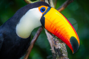 Colorful Toco Toucan tropical bird in Pantanal, Brazil