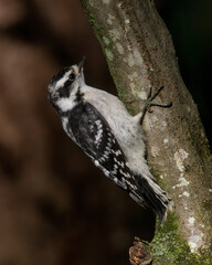 Female Downy Woodpecker