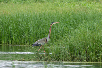Purple heron (Ardea purpurea) observed in the wetlands near Virar in Maharashtra, India