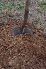 Old dirty shovel in the ground on the garden bed. gardening tool and equipment. concept of garden work at summer or spring. 