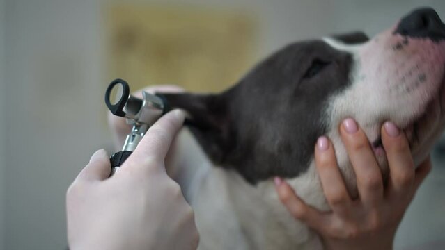 Headshot of American Staffordshire Terrier with female hands holding face and veterinarian checking ears with otoscope. Unrecognizable Caucasian doctor doing medical checkup for purebred dog