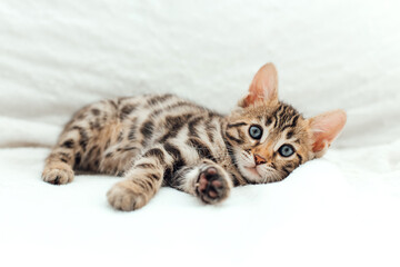 Obraz premium Cute bengal one month old kitten on the white fury blanket close-up.